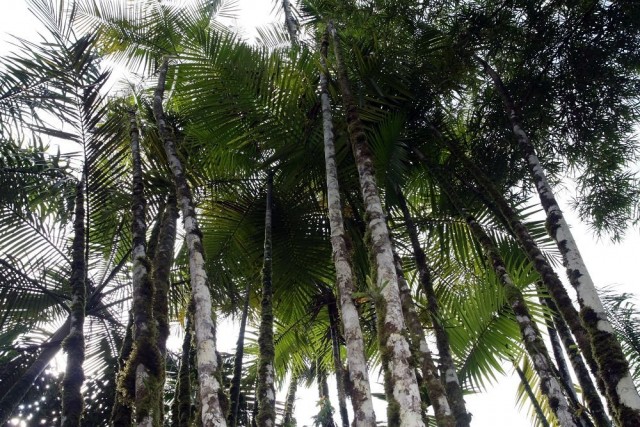 Хризалидокарпус мадагаскарский (Chrysalidocarpus madagascariensis) Хризалидокарпус мадагаскарский (Chrysalidocarpus madagascariensis)