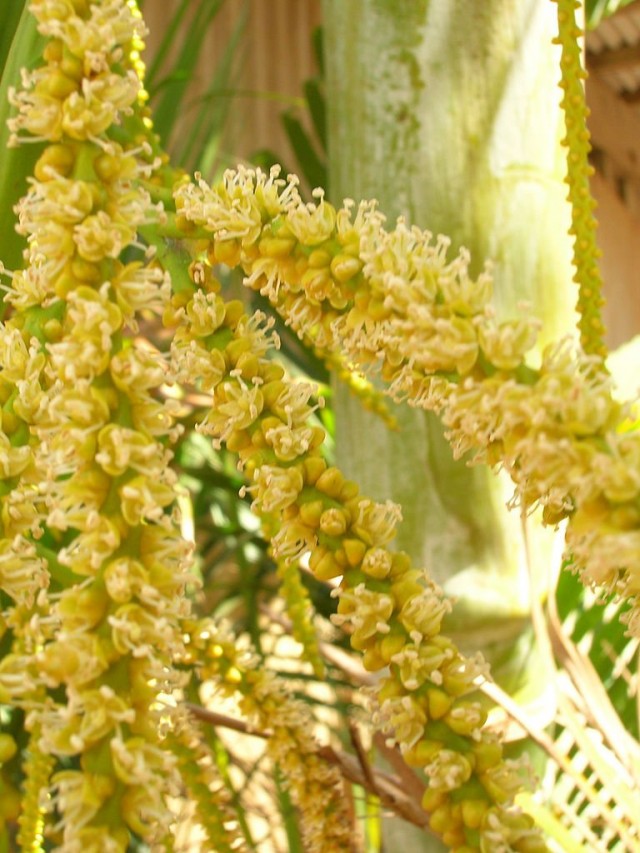 Хризалидокарпус желтоватый (Chrysalidocarpus lutescens) Хризалидокарпус желтоватый (Chrysalidocarpus lutescens)