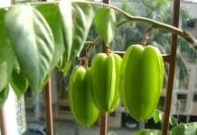 Плоды карамболы (Averrhoa carambola)