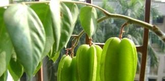 Плоды карамболы (Averrhoa carambola)
