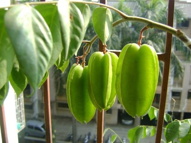 Плоды карамболы (Averrhoa carambola) Плоды карамболы (Averrhoa carambola)