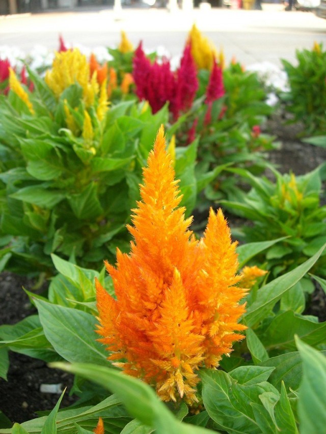 Целозия серебристая перистая (Celosia argentea var. plumosa) Целозия серебристая перистая (Celosia argentea var. plumosa)