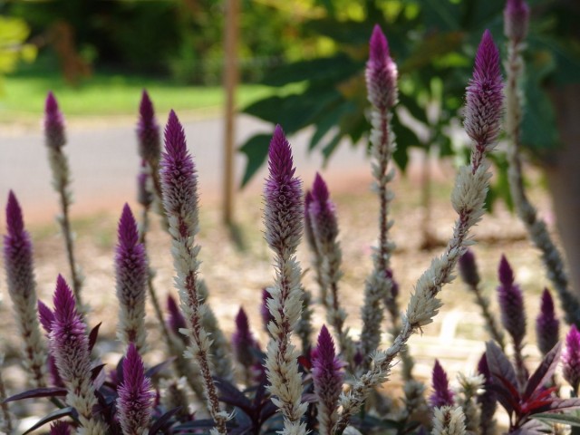 Целозия колосковая «Перья фламинго» Celosia spicata ' Flamingo Feathers' Целозия колосковая «Перья фламинго» Celosia spicata ' Flamingo Feathers'