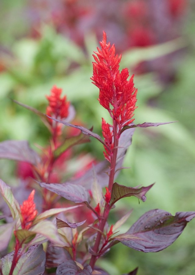 Целозия серебристая перистая «Пампас плюме» (Celosia argentea var. plumosa 'Pampas Plume') Целозия серебристая перистая «Пампас плюме» (Celosia argentea var. plumosa 'Pampas Plume')