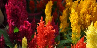 Целозия серебристая (лат. Celosia argentea)