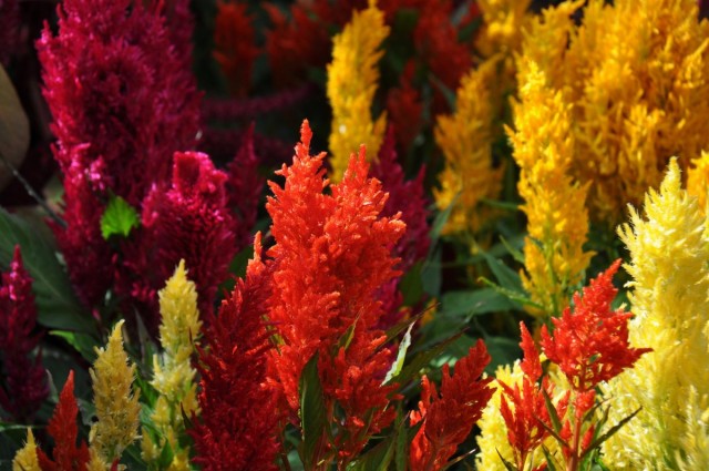 Целозия серебристая (лат. Celosia argentea) Целозия серебристая (лат. Celosia argentea)