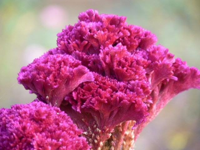 Целозия серебристая гребенчатая (Celosia argentea var. cristata) Целозия серебристая гребенчатая (Celosia argentea var. cristata)