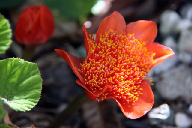 Гемантус шарлаховый (Haemanthus coccineus) Гемантус шарлаховый (Haemanthus coccineus)