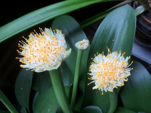 Гемантус белый (Haemanthus albiflos) Гемантус белый (Haemanthus albiflos)