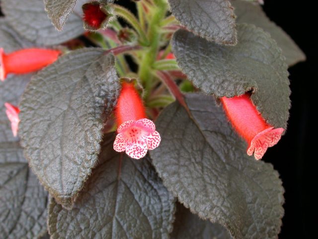 Колерия (Kohleria) Колерия (Kohleria)