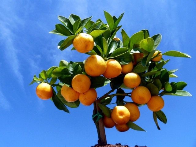 Каламондин, или цитрофортунелла (Calamondin) — быстрорастущее и хорошо ветвящееся вечнозеленое деревце — гибрид мандарина с кумкватом (фортунеллой) Каламондин, или цитрофортунелла (Calamondin) — быстрорастущее и хорошо ветвящееся вечнозеленое деревце — гибрид мандарина с кумкватом (фортунеллой)