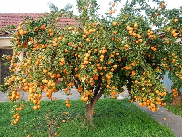 Мандариновое дерево Мандариновое дерево