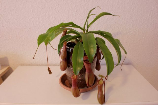 Непентес крылатый (Nepenthes alata) Непентес крылатый (Nepenthes alata)
