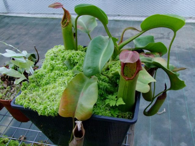 Непентес усеченный (Nepenthes truncata) Непентес усеченный (Nepenthes truncata)