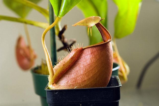 Непентес двухшпорный (Nepenthes bicalcarata) Непентес двухшпорный (Nepenthes bicalcarata)
