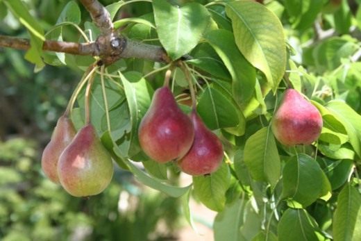 Груши (Pears) Груши (Pears)