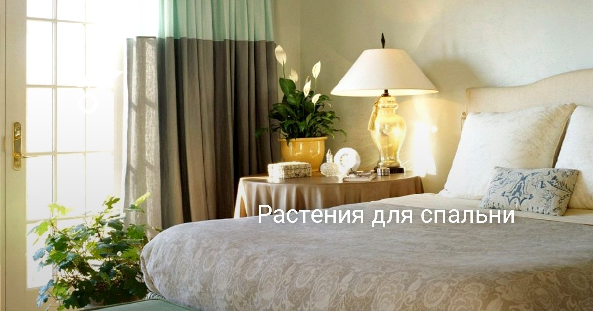 Гибискус можно держать в спальне