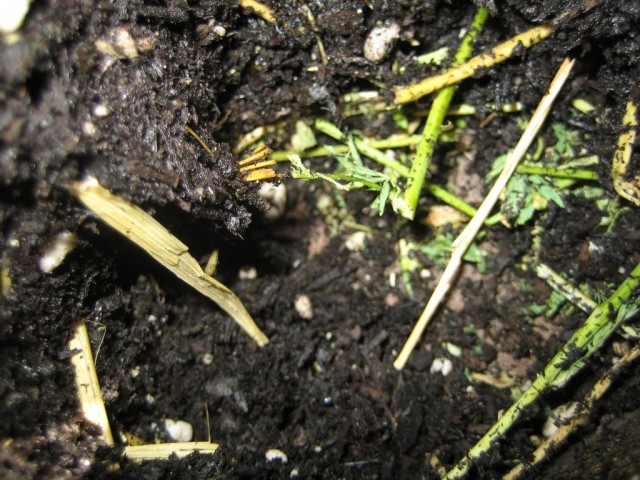 Почва (Soil) Почва (Soil)