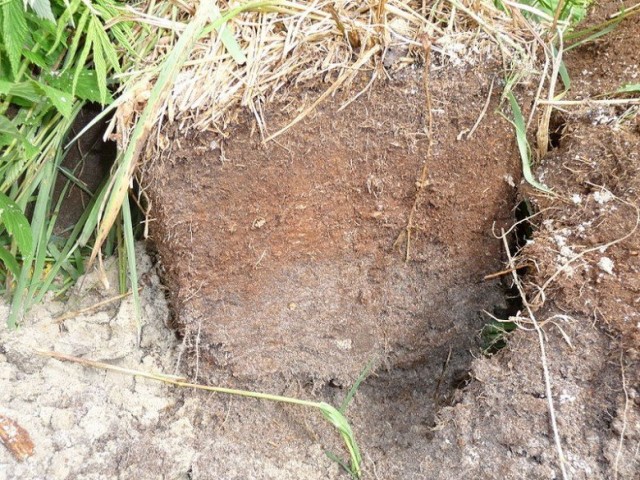 Торф (Peat) Торф (Peat)