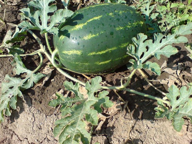 Арбуз обыкновенный (Citrullus lanatus) Арбуз обыкновенный (Citrullus lanatus)