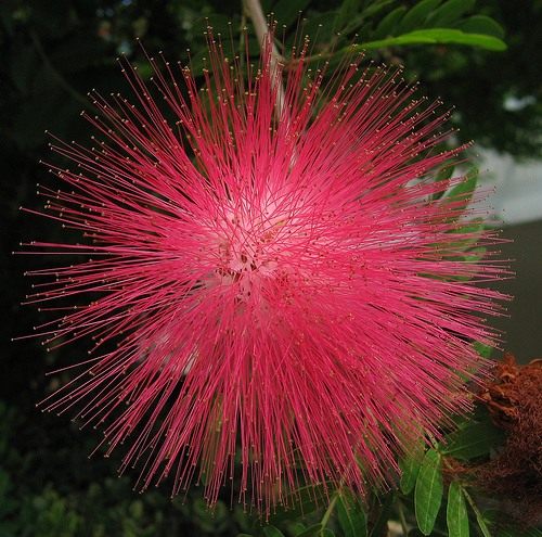 Альбиция ленкоранская (Albizia julibrissin) Альбиция ленкоранская (Albizia julibrissin)