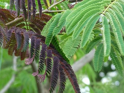 Альбиция ленкоранская (Albizia julibrissin) Альбиция ленкоранская (Albizia julibrissin)