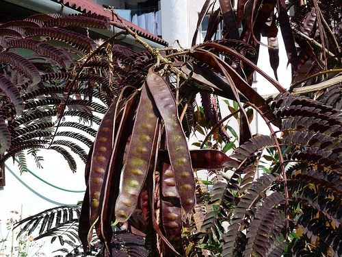 Альбиция ленкоранская (Albizia julibrissin) Альбиция ленкоранская (Albizia julibrissin)
