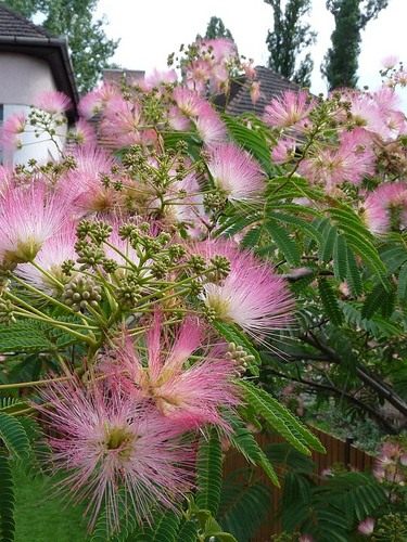 Альбиция ленкоранская (Albizia julibrissin) Альбиция ленкоранская (Albizia julibrissin)
