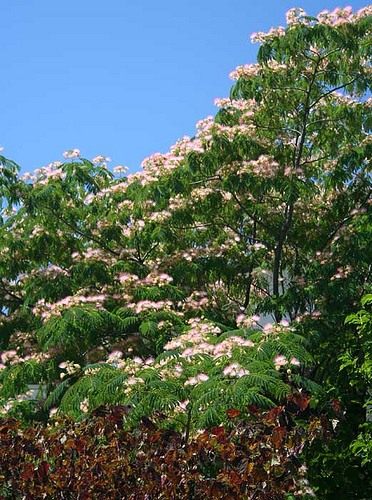 Альбиция ленкоранская (Albizia julibrissin) Альбиция ленкоранская (Albizia julibrissin)