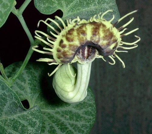 Кирказон (Aristolochia)