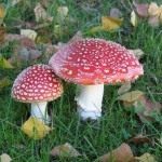 Мухомор крассный (Amanita muscaria)
