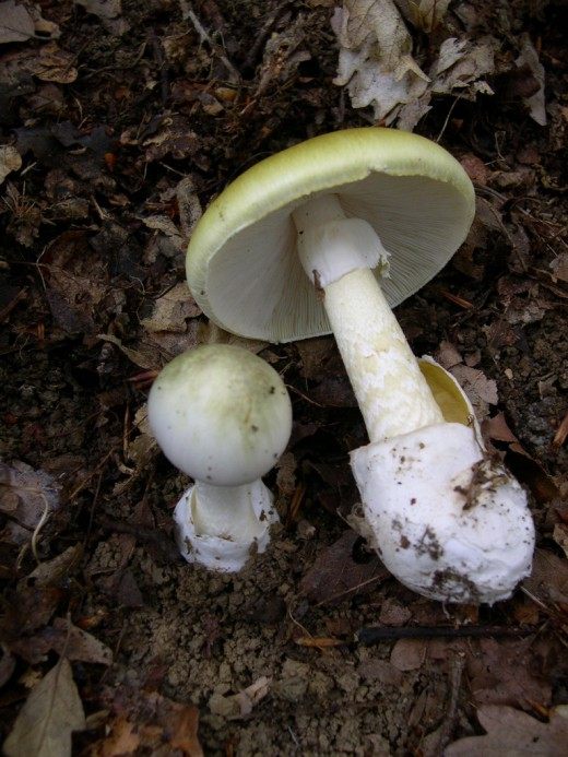 Поганка бледная (Amanita phalloides)