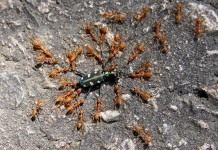 Муравьи (Ants)