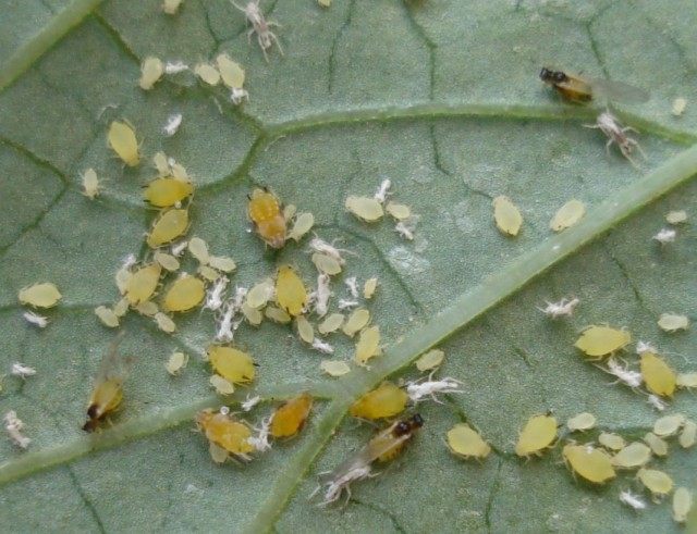 Бахчевая тля, или хлопковая тля (Aphis gossypii) Бахчевая тля, или хлопковая тля (Aphis gossypii)