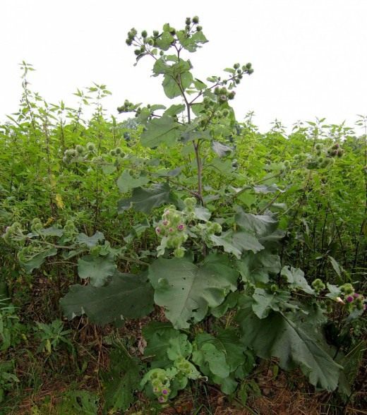 Лопух большой, репейник, репей (Arctium lappa) Лопух большой, репейник, репей (Arctium lappa)