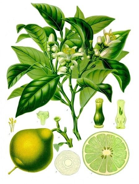 Бергамот, или апельсин-бергамот (Citrus bergamia) Бергамот, или апельсин-бергамот (Citrus bergamia)