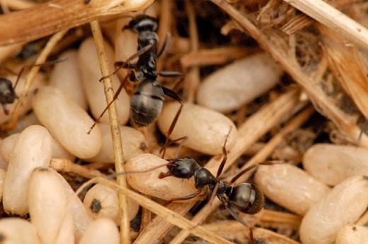 Чёрный садовый муравей (Black garden ant) Чёрный садовый муравей (Lasius niger)