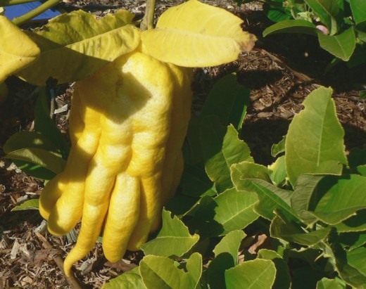 Цитрон пальцы Будды (Buddha's Hand citron) Цитрон пальцы Будды (Buddha's Hand citron)