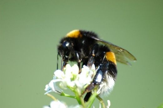 Шмель (Bumblebee) Шмель (Bumblebee)