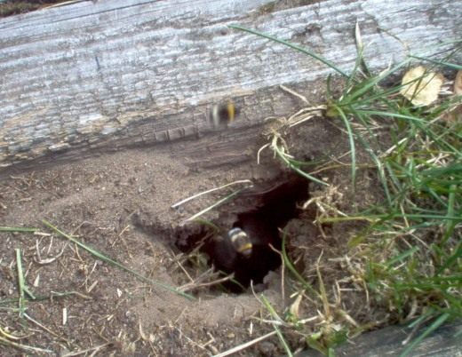Шмелиная нора (Bumblebee burrow) Вход в гнездовье шмелей