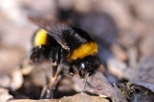 Шмель (Bumblebee) Шмель