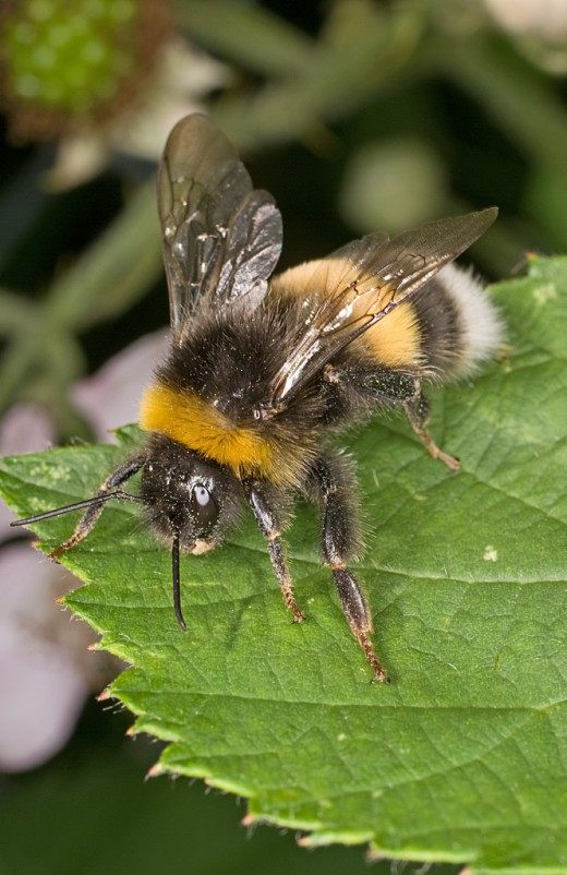 Шмель (Bumblebee)