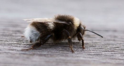 Шмель (Bumblebee) Шмель (Bumblebee)