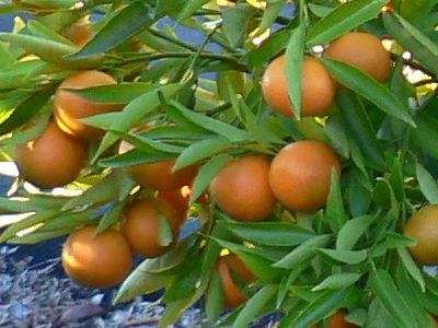Чиронья (Chironja) Чиронья (Chironja)