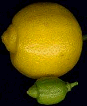 Сладкий лайм (Citrus limetta) Сладкий лайм (Citrus limetta)