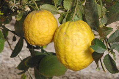 Корсиканский цитрон (Corsican citron) Корсиканский цитрон (Corsican citron)