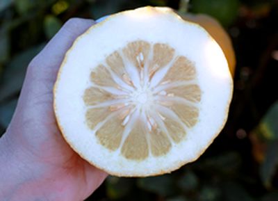 Корсиканский цитрон (Corsican citron) Корсиканский цитрон (Corsican citron)