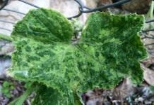 Болезни и вредители огурца, тыквы, кабачка и патиссона Болезни и вредители огурца, тыквы, кабачка и патиссона