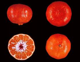 Танжерин Дэнси (Dancy Tangerine) Танжерин Дэнси (Dancy Tangerine)