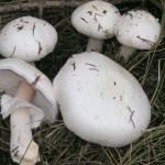 Мухомор вонючий (Destroying angel)